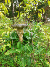 Load image into Gallery viewer, Comfrey plant
