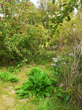 Load image into Gallery viewer, Comfrey plants x 10
