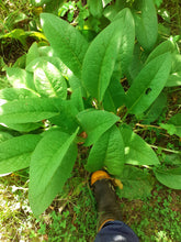 Load image into Gallery viewer, Comfrey plant
