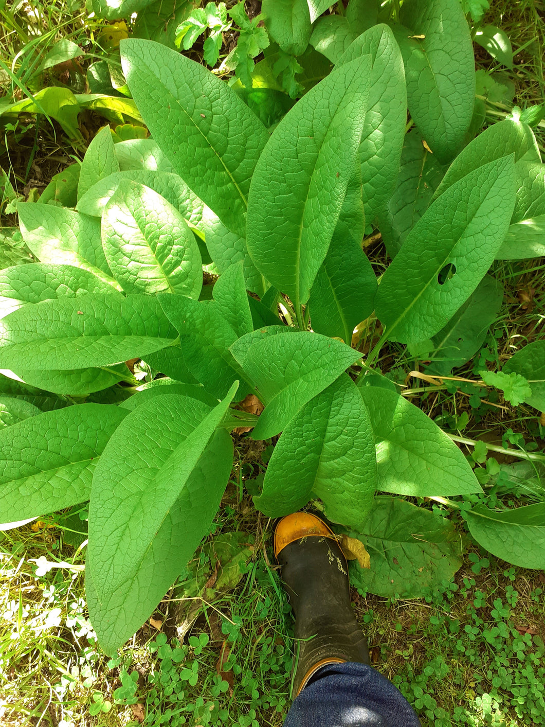 Comfrey plants x 10