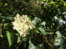 Load image into Gallery viewer, Elderberry Adam 10 x Cuttings
