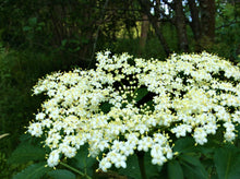 Load image into Gallery viewer, Elderberry Adam Cutting
