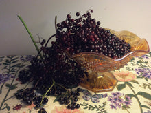 Load image into Gallery viewer, Elderberry Adam 10 x Cuttings
