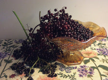 Load image into Gallery viewer, Elderberry Adam 3 plants
