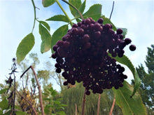 Load image into Gallery viewer, Elderberry Adam 3 plants
